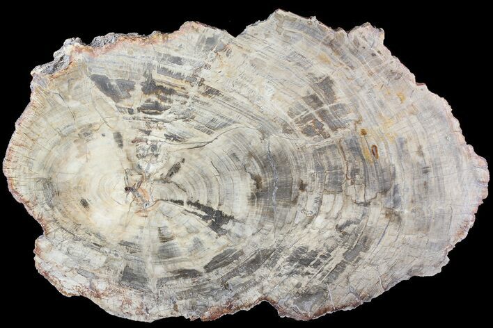 Detailed Petrified Wood (Araucaria) Round - Madagascar #81441